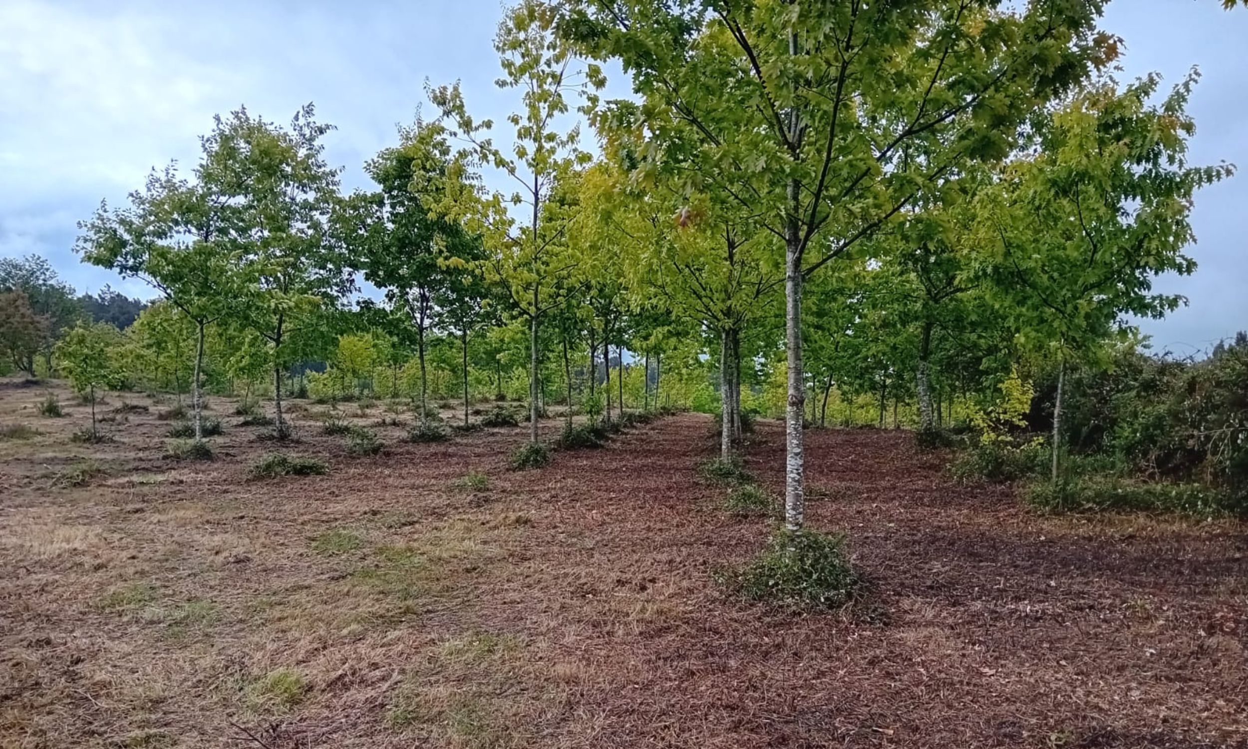 Neste momento estás a ver A CMVMC de Toutón avalía futuros aproveitamentos do solo forestal