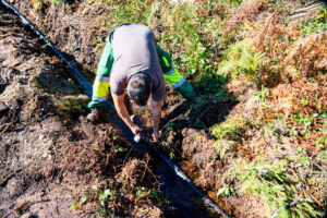 Recuperación de olivar