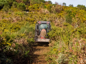 Recuperación de olivar