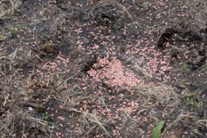 Recuperación cereal autóctono