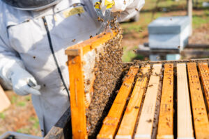 Instalación de apiario