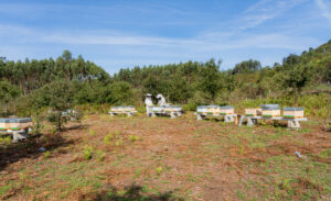 Instalación de apiario